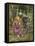 A Study for 'La Belle Dame Sans Merci', C.1893-John William Waterhouse-Framed Stretched Canvas