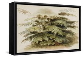 A Study of a Cedar Tree at Merton, 1802 (Watercolour, Graphite)-Thomas Baxter-Framed Stretched Canvas