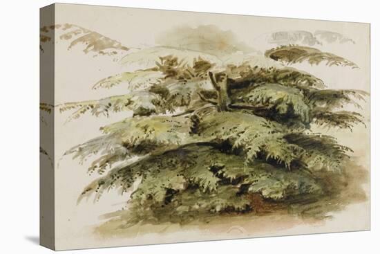 A Study of a Cedar Tree at Merton, 1802 (Watercolour, Graphite)-Thomas Baxter-Stretched Canvas