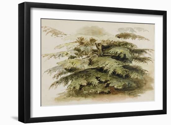A Study of a Cedar Tree at Merton, 1802 (Watercolour, Graphite)-Thomas Baxter-Framed Giclee Print
