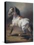 A Study of a Horse (Oil on Canvas)-Theodore Gericault-Stretched Canvas