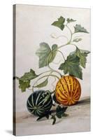 A Study of Gourds-Pieter Withoos-Stretched Canvas