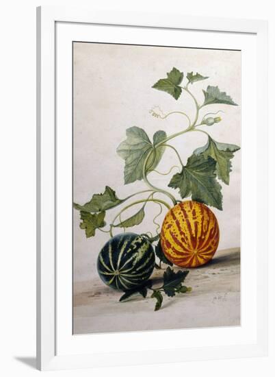 A Study of Gourds-Pieter Withoos-Framed Giclee Print