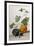 A Study of Gourds-Pieter Withoos-Framed Giclee Print