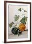 A Study of Gourds-Pieter Withoos-Framed Giclee Print