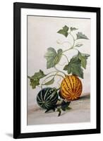 A Study of Gourds-Pieter Withoos-Framed Giclee Print