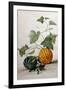 A Study of Gourds-Pieter Withoos-Framed Giclee Print