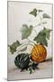 A Study of Gourds-Pieter Withoos-Mounted Giclee Print