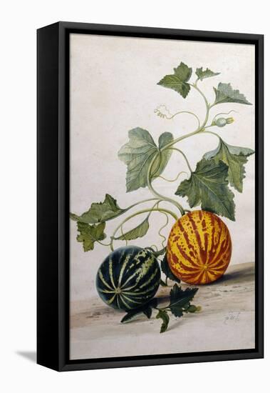 A Study of Gourds-Pieter Withoos-Framed Stretched Canvas