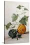 A Study of Gourds-Pieter Withoos-Stretched Canvas