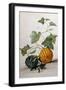 A Study of Gourds-Pieter Withoos-Framed Giclee Print