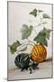 A Study of Gourds-Pieter Withoos-Mounted Giclee Print