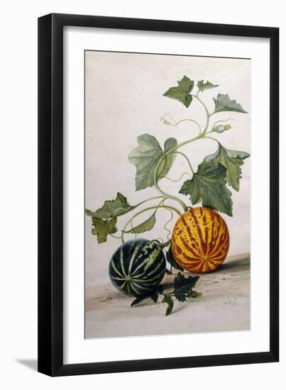 A Study of Gourds-Pieter Withoos-Framed Premium Giclee Print