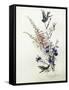 A Study of Heather, Cornflower, and Blossom-Madeleine Lemaire-Framed Stretched Canvas