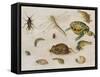 A Study of Insects, Sea Creatures and a Mouse-Jan Brueghel the Younger-Framed Stretched Canvas