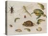 A Study of Insects, Sea Creatures and a Mouse-Jan Brueghel the Younger-Stretched Canvas