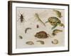 A Study of Insects, Sea Creatures and a Mouse-Jan Brueghel the Younger-Framed Giclee Print