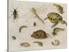 A Study of Insects, Sea Creatures and a Mouse-Jan Brueghel the Younger-Stretched Canvas