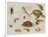 A Study of Insects, Sea Creatures and a Mouse-Jan Brueghel the Younger-Framed Giclee Print