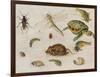 A Study of Insects, Sea Creatures and a Mouse-Jan Brueghel the Younger-Framed Giclee Print