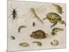 A Study of Insects, Sea Creatures and a Mouse-Jan Brueghel the Younger-Mounted Giclee Print