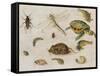 A Study of Insects, Sea Creatures and a Mouse-Jan Brueghel the Younger-Framed Stretched Canvas