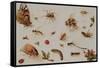 A Study of Insects-Jan Brueghel the Younger-Framed Stretched Canvas