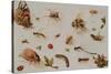 A Study of Insects-Jan Brueghel the Younger-Stretched Canvas