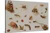 A Study of Insects-Jan Brueghel the Younger-Stretched Canvas