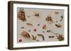 A Study of Insects-Jan Brueghel the Younger-Framed Giclee Print