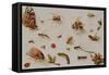 A Study of Insects-Jan Brueghel the Younger-Framed Stretched Canvas