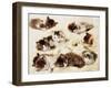 A Study of Kittens, 1898-Henriette Ronner-Knip-Framed Giclee Print