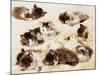 A Study of Kittens, 1898-Henriette Ronner-Knip-Mounted Giclee Print