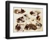 A Study of Kittens, 1898-Henriette Ronner-Knip-Framed Giclee Print