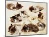 A Study of Kittens, 1898-Henriette Ronner-Knip-Mounted Giclee Print