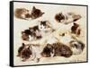 A Study of Kittens-Henriette Ronner-Knip-Framed Stretched Canvas
