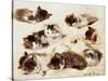 A Study of Kittens-Henriette Ronner-Knip-Stretched Canvas