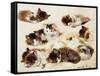 A Study of Kittens-Henriette Ronner-Knip-Framed Stretched Canvas
