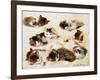 A Study of Kittens-Henriette Ronner-Knip-Framed Giclee Print