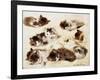 A Study of Kittens-Henriette Ronner-Knip-Framed Giclee Print