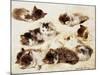A Study of Kittens-Henriette Ronner-Knip-Mounted Giclee Print