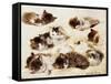 A Study of Kittens-Henriette Ronner-Knip-Framed Stretched Canvas