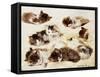 A Study of Kittens-Henriette Ronner-Knip-Framed Stretched Canvas