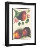 A Study of Nectarines-null-Framed Art Print