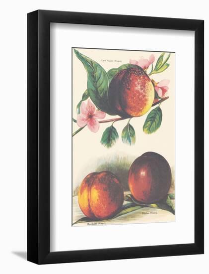 A Study of Nectarines-null-Framed Art Print