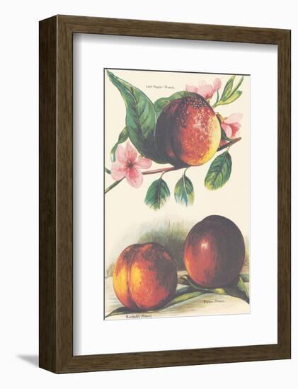 A Study of Nectarines-null-Framed Art Print