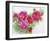 A Study of Red Peonies-Joanne Porter-Framed Giclee Print