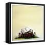 A Stump with Flowers Surrounding it with an Open Book on Top-Wendy Edelson-Framed Stretched Canvas