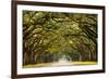 A Stunning, Long Path Lined with Ancient Live Oak Trees Draped in Spanish Moss in the Warm, Late Af-Serge Skiba-Framed Photographic Print