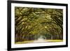 A Stunning, Long Path Lined with Ancient Live Oak Trees Draped in Spanish Moss in the Warm, Late Af-Serge Skiba-Framed Photographic Print